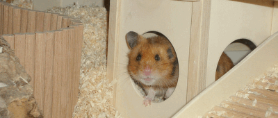 Teileinrichtungen für Hamstergehege