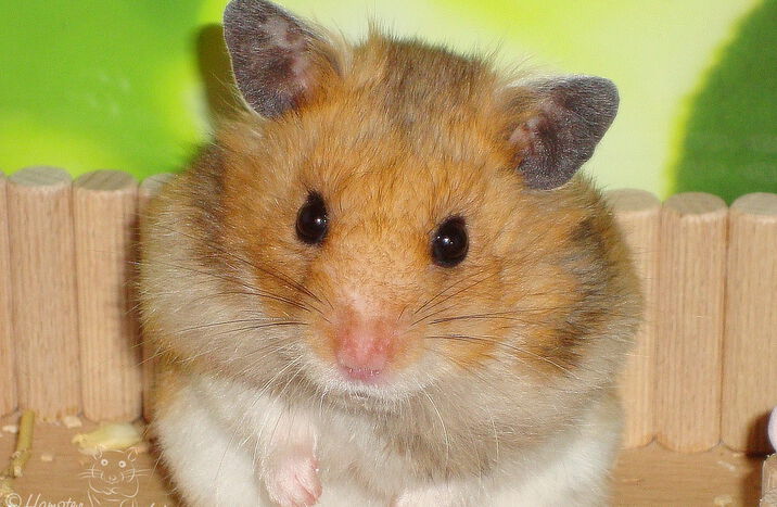 Hamster-Wohnwelt: Neues aus der Werkstatt