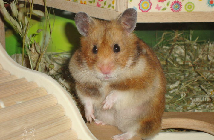 Hamster-Wohnwelt: Neues aus der Werkstatt
