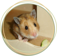 Hamster-Wohnwelt-Einrichtung