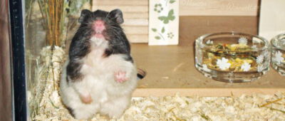 Kompletteinrichtungen für Hamstergehege
