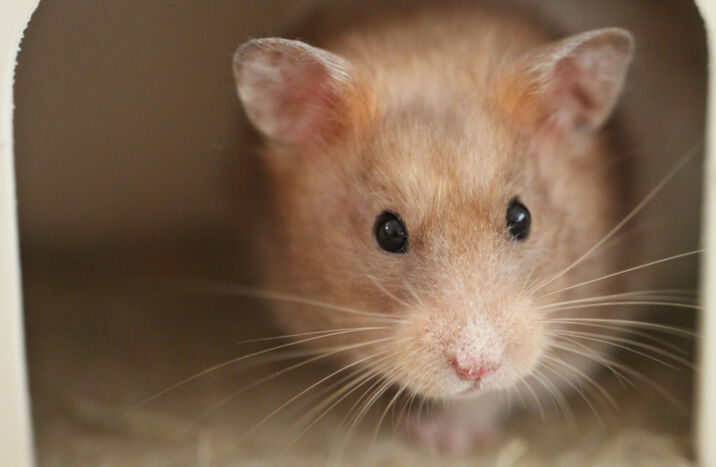 Hamster-Wohnwelt: Neues aus der Werkstatt