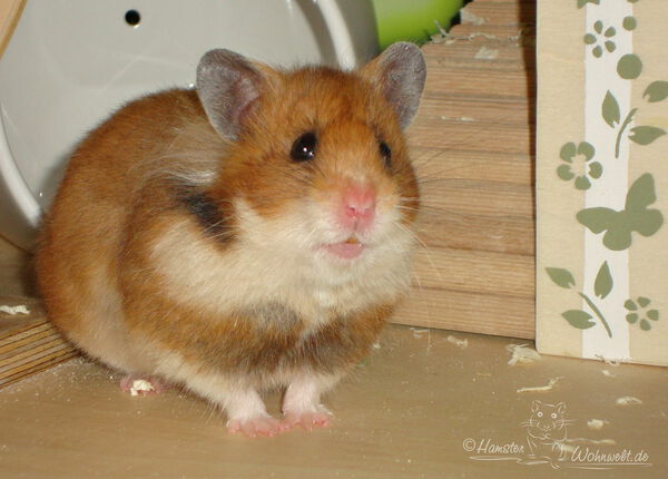 Ideen für den Auslauf