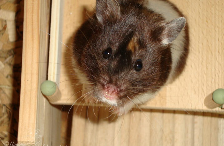 Hamster-Wohnwelt: Seite nicht gefunden