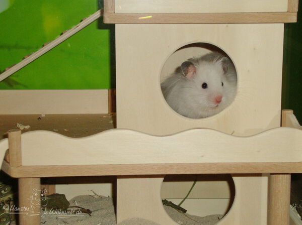 Klettertürme und -Festungen