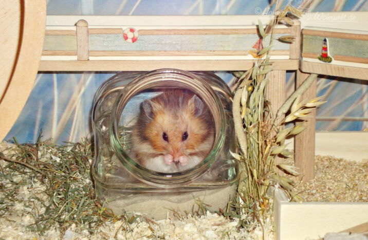 Hamster-Wohnwelt: Neues aus der Werkstatt
