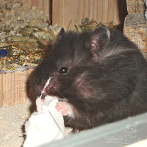 Hamster mit Nistmaterial (Bild S015)