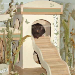 Schlafhütte im Hamstergehege