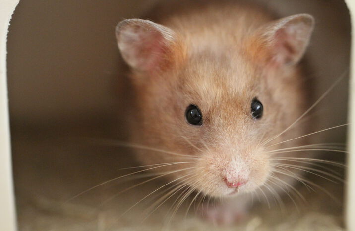 Hamster-Wohnwelt: Neues aus der Werkstatt