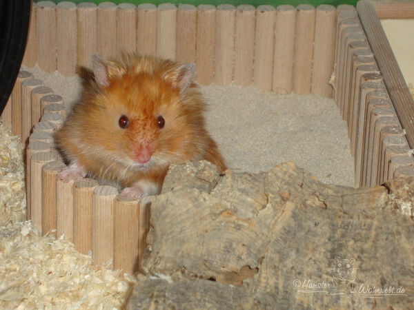 Buddelboxen