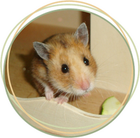 Hamster-Wohnwelt-Einrichtung